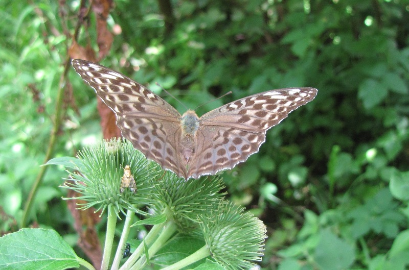 femmina di Argynnis paphia? - S